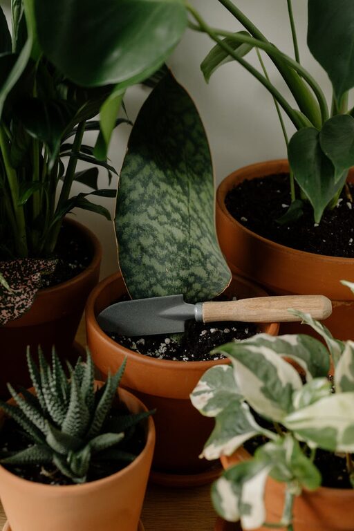 Tips for Keeping Your Houseplants Healthy and Thriving